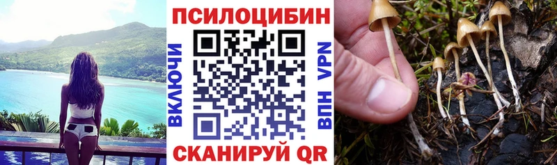 Галлюциногенные грибы Psilocybe  маркетплейс как зайти  Пятигорск  цены наркотик 